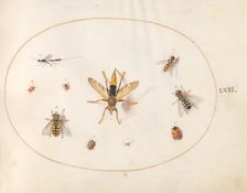Plate 62: Ten Insects, c. 1575/1580. Creator: Joris Hoefnagel
