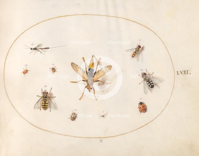 Plate 62: Ten Insects, c. 1575/1580. Creator: Joris Hoefnagel.