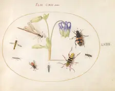 Plate 63: A Dragonfly and Seven Other Insects with a Blue and White Columbine, c. 1575/1580. Creator: Joris Hoefnagel