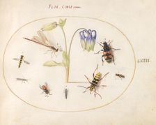 Plate 63: A Dragonfly and Seven Other Insects with a Blue and White Columbine, c. 1575/1580. Creator: Joris Hoefnagel