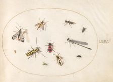 Plate 64: Eleven Insects, Including a Dragonfly and Longhorn Beetle, c. 1575/1580. Creator: Joris Hoefnagel