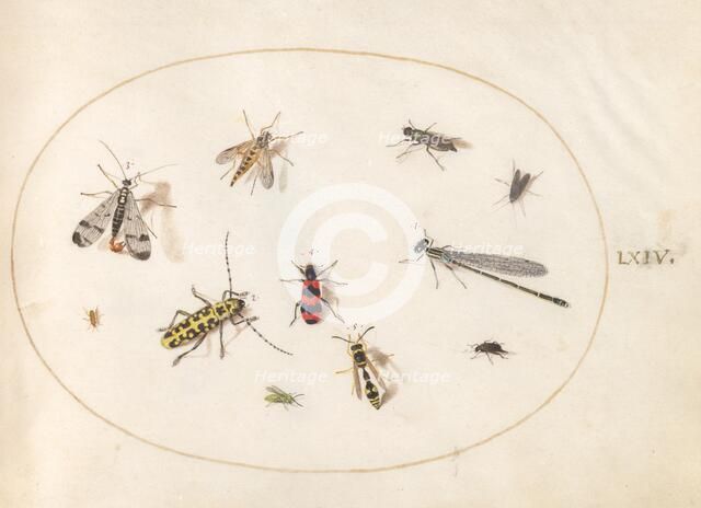 Plate 64: Eleven Insects, Including a Dragonfly and Longhorn Beetle, c. 1575/1580. Creator: Joris Hoefnagel.
