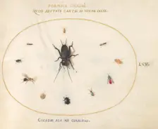 Plate 65: A Cricket Surrounded by Insects, c. 1575/1580. Creator: Joris Hoefnagel