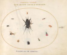 Plate 65: A Cricket Surrounded by Insects, c. 1575/1580. Creator: Joris Hoefnagel