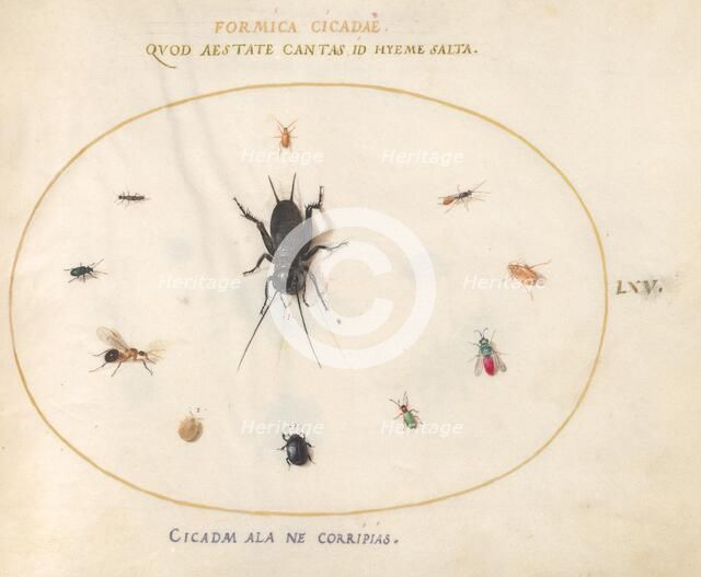 Plate 65: A Cricket Surrounded by Insects, c. 1575/1580. Creator: Joris Hoefnagel.