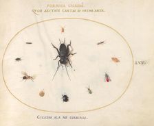 Plate 65: A Cricket Surrounded by Insects, c. 1575/1580. Creator: Joris Hoefnagel