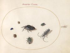 Plate 66: Two Oil Beetles, a Longhorn Beetle, and Four Other Insects, c. 1575/1580. Creator: Joris Hoefnagel