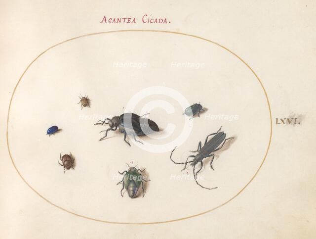 Plate 66: Two Oil Beetles, a Longhorn Beetle, and Four Other Insects, c. 1575/1580. Creator: Joris Hoefnagel.