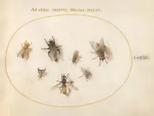 Plate 68: Seven Bees and Flies, c. 1575/1580. Creator: Joris Hoefnagel