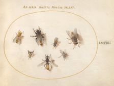 Plate 68: Seven Bees and Flies, c. 1575/1580. Creator: Joris Hoefnagel