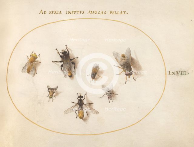 Plate 68: Seven Bees and Flies, c. 1575/1580. Creator: Joris Hoefnagel.