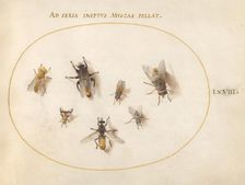 Plate 68: Seven Bees and Flies, c. 1575/1580. Creator: Joris Hoefnagel
