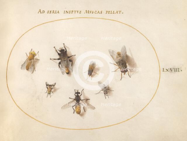 Plate 68: Seven Bees and Flies, c. 1575/1580. Creator: Joris Hoefnagel.