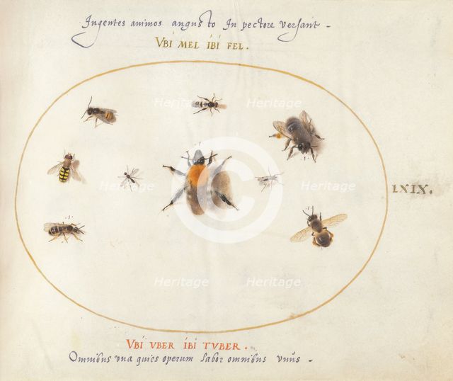 Plate 69: Nine Bees and Other Insects, c. 1575/1580. Creator: Joris Hoefnagel.