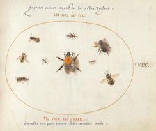 Plate 69: Nine Bees and Other Insects, c. 1575/1580. Creator: Joris Hoefnagel