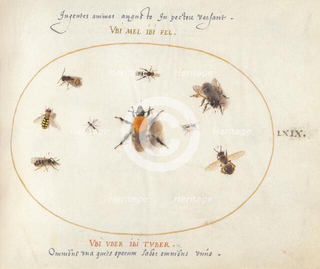 Plate 69: Nine Bees and Other Insects, c. 1575/1580. Creator: Joris Hoefnagel.