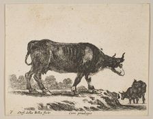 Plate 7: cow, from Various animals (Diversi animali), ca. 1641. Creator: Stefano della Bella