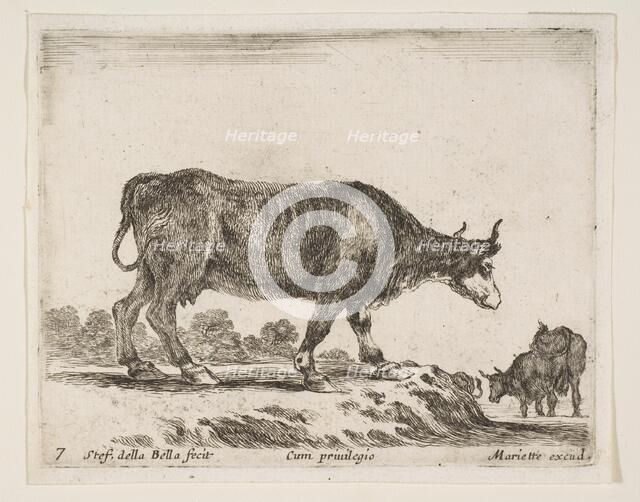 Plate 7: ox, from 'Various animals' (Diversi animali), ca. 1641. Creator: Stefano della Bella.
