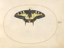 Plate 7: Swallowtail Butterfly, c. 1575/1580. Creator: Joris Hoefnagel