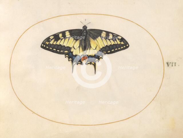 Plate 7: Swallowtail Butterfly, c. 1575/1580. Creator: Joris Hoefnagel.
