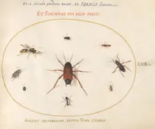 Plate 70: A Roach Surrounded by Insects, c. 1575/1580. Creator: Joris Hoefnagel
