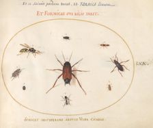 Plate 70: A Roach Surrounded by Insects, c. 1575/1580. Creator: Joris Hoefnagel