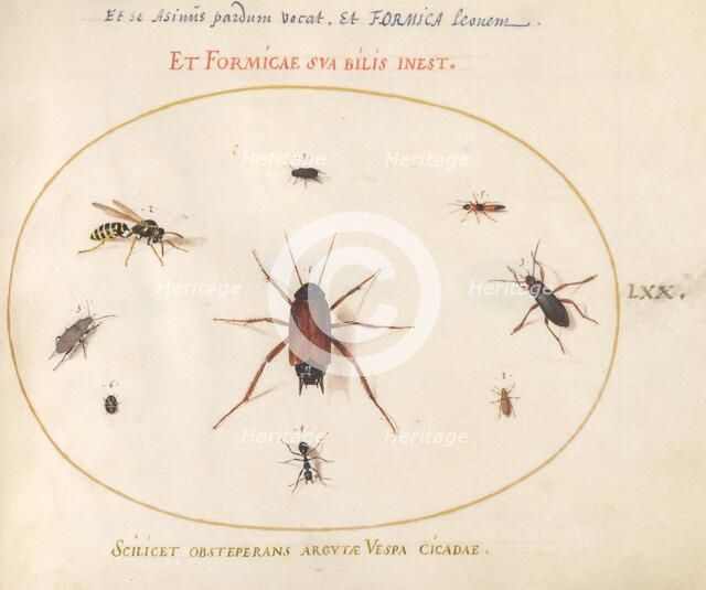 Plate 70: A Roach Surrounded by Insects, c. 1575/1580. Creator: Joris Hoefnagel.