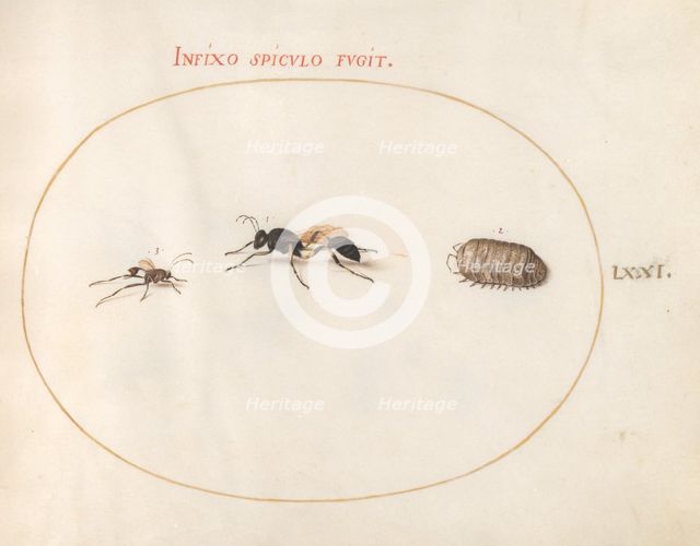 Plate 71: Two Wasps and a Pill Bug, c. 1575/1580. Creator: Joris Hoefnagel.