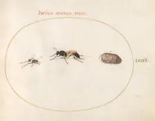 Plate 71: Two Wasps and a Pill Bug, c. 1575/1580. Creator: Joris Hoefnagel