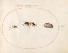 Plate 71: Two Wasps and a Pill Bug, c. 1575/1580. Creator: Joris Hoefnagel