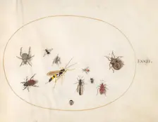 Plate 72: Shield Bug, Wasp, and Other Insects, c. 1575/1580. Creator: Joris Hoefnagel