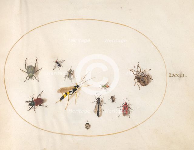 Plate 72: Shield Bug, Wasp, and Other Insects, c. 1575/1580. Creator: Joris Hoefnagel.