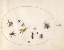 Plate 72: Shield Bug, Wasp, and Other Insects, c. 1575/1580. Creator: Joris Hoefnagel