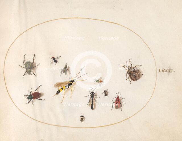 Plate 72: Shield Bug, Wasp, and Other Insects, c. 1575/1580. Creator: Joris Hoefnagel.