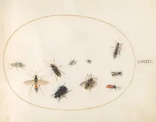 Plate 73: Ten Insects, c. 1575/1580. Creator: Joris Hoefnagel