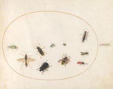 Plate 73: Ten Insects, c. 1575/1580. Creator: Joris Hoefnagel