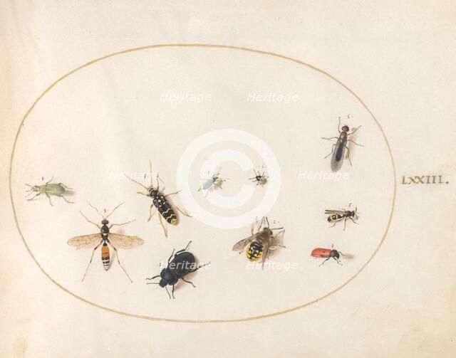 Plate 73: Ten Insects, c. 1575/1580. Creator: Joris Hoefnagel.