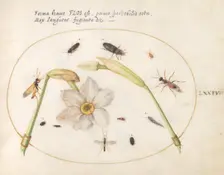 Plate 74: Insects with White Daffodils, c. 1575/1580. Creator: Joris Hoefnagel
