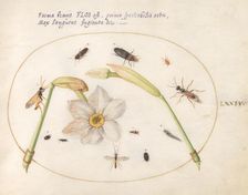 Plate 74: Insects with White Daffodils, c. 1575/1580. Creator: Joris Hoefnagel