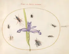 Plate 75: A Fly and Other Insects with an Iris, c. 1575/1580. Creator: Joris Hoefnagel