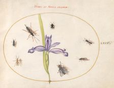 Plate 75: A Fly and Other Insects with an Iris, c. 1575/1580. Creator: Joris Hoefnagel