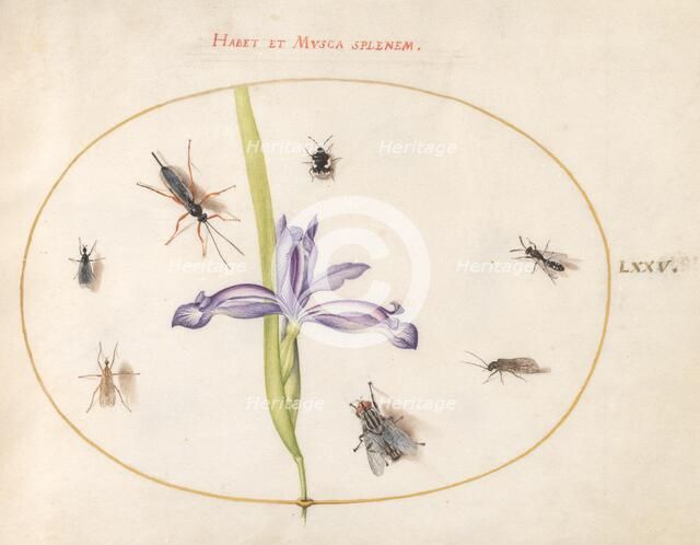 Plate 75: A Fly and Other Insects with an Iris, c. 1575/1580. Creator: Joris Hoefnagel.