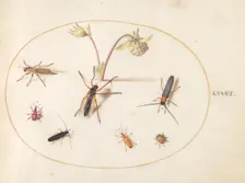 Plate 76: Insects with a Pink and Cream Columbine, c. 1575/1580. Creator: Joris Hoefnagel