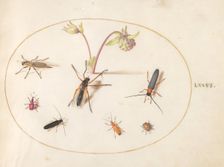 Plate 76: Insects with a Pink and Cream Columbine, c. 1575/1580. Creator: Joris Hoefnagel