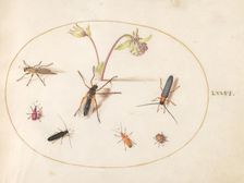 Plate 76: Insects with a Pink and Cream Columbine, c. 1575/1580. Creator: Joris Hoefnagel