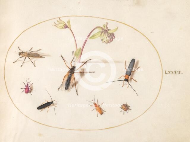 Plate 76: Insects with a Pink and Cream Columbine, c. 1575/1580. Creator: Joris Hoefnagel.