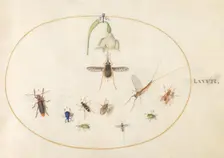 Plate 77: Hummingbird Hawk Moth with a White Flower, Blue and Green Weevils..., c. 1575/1580. Creator: Joris Hoefnagel