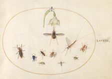 Plate 77: Hummingbird Hawk Moth with a White Flower, Blue and Green Weevils..., c. 1575/1580. Creator: Joris Hoefnagel