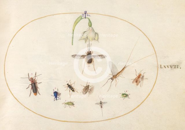 Plate 77: Hummingbird Hawk Moth with a White Flower, Blue and Green Weevils..., c. 1575/1580. Creator: Joris Hoefnagel.