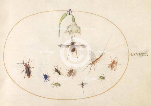Plate 77: Hummingbird Hawk Moth with a White Flower, Blue and Green Weevils..., c. 1575/1580. Creator: Joris Hoefnagel.